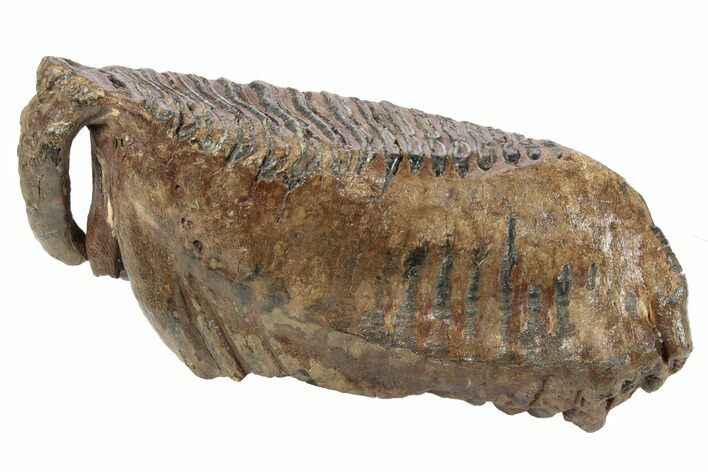 Woolly Mammoth Lower M Molar - Poland #235250